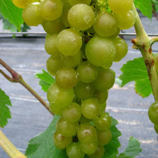 Weinrebe 'Adalmiina' P9/C1