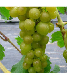 Weinrebe 'Adalmiina' P9/C1