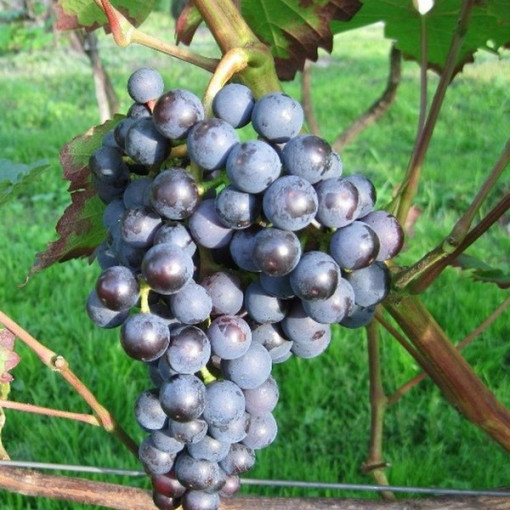 Weinrebe 'Dornfelder' P9/C1