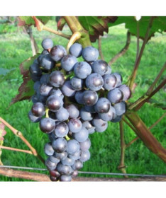 Weinrebe 'Dornfelder' P9/C1