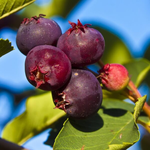 Felsenbirne (Amelanchier lamarckii) P9/C1