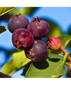 Felsenbirne (Amelanchier lamarckii) P9/C1