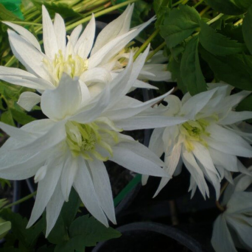 Clematis Albina Plena (botanisch) GEFÜLLT Topf, 4L