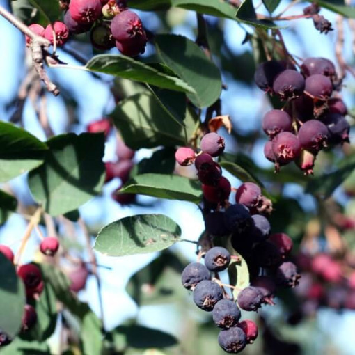 Felsenbirne (Amelanchier lamarckii) P9/C1