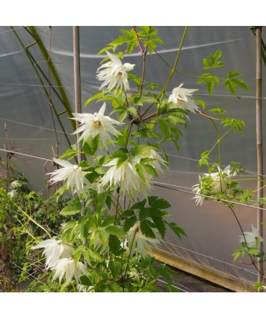 Clematis Albina Plena (botanisch) GEFÜLLT Topf, 4L
