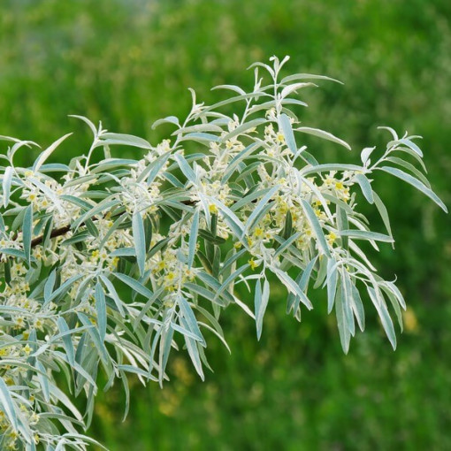 Schmalblättriger Sanddorn / männlich