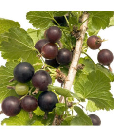 Jostabeere (Ribes x nidigrolaria) P9/C1