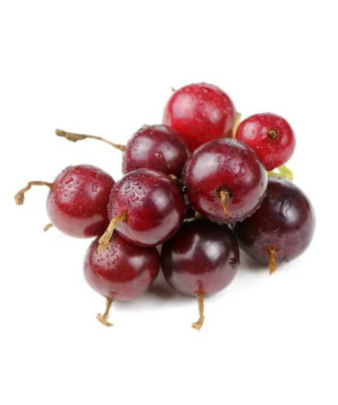 Jostabeere (Ribes x nidigrolaria) P9/C1