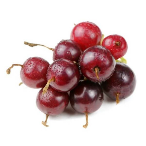 Jostabeere (Ribes x nidigrolaria) P9/C1