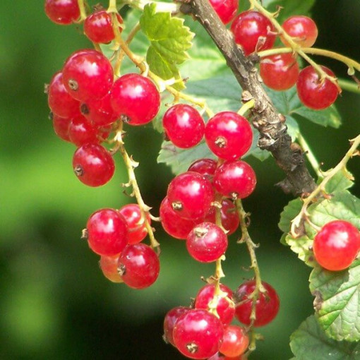 Rote Johannisbeere 'Jonkheer van Tets' P9/C1