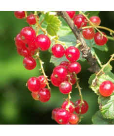 Rote Johannisbeere 'Jonkheer van Tets' P9/C1