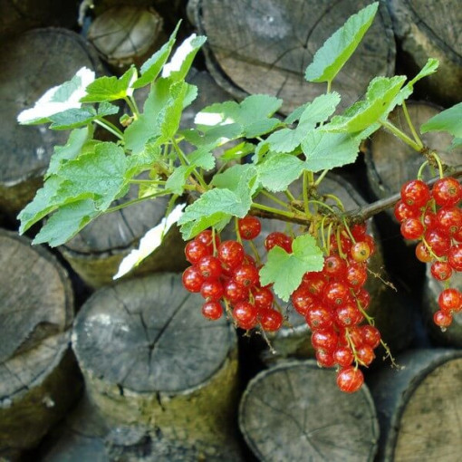 Rote Johannisbeere 'Jonkheer van Tets' P9/C1
