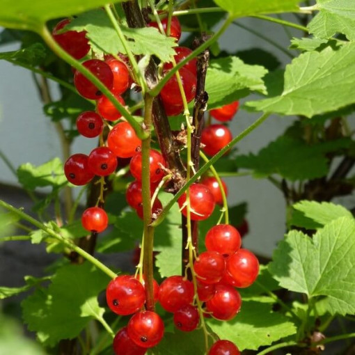 Rote Johannisbeere 'Jonkheer van Tets' P9/C1