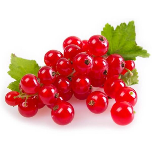 Rote Johannisbeere 'Jonkheer van Tets' P9/C1