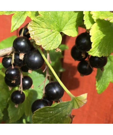 Schwarze Johannisbeere 'Titania' P9/C1