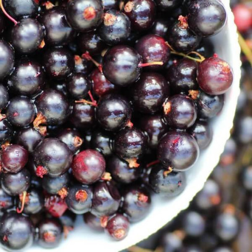 Schwarze Johannisbeere 'Titania' P9/C1