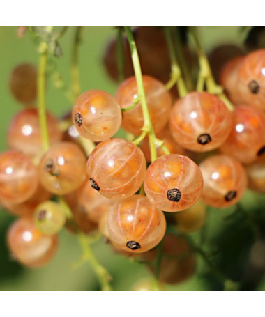 Weiße Johannisbeere aus 'Jüterbog' P9/C1