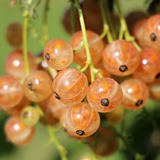 Weiße Johannisbeere aus 'Jüterbog' P9/C1