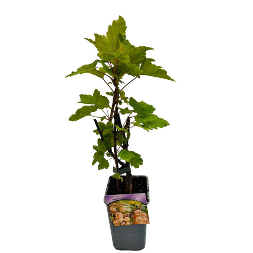 Weiße Johannisbeere aus 'Jüterbog' P9/C1