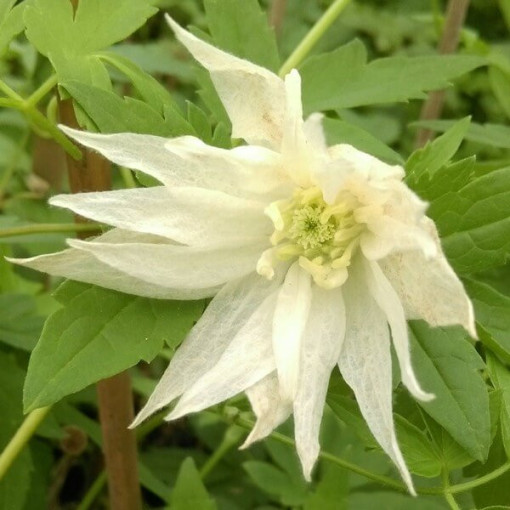 Clematis Albina Plena (botanisch) GEFÜLLT Topf, 4L