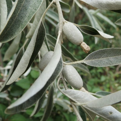 Schmalblättriger Ölweidenstrauch