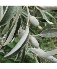 Schmalblättriger Ölweidenstrauch