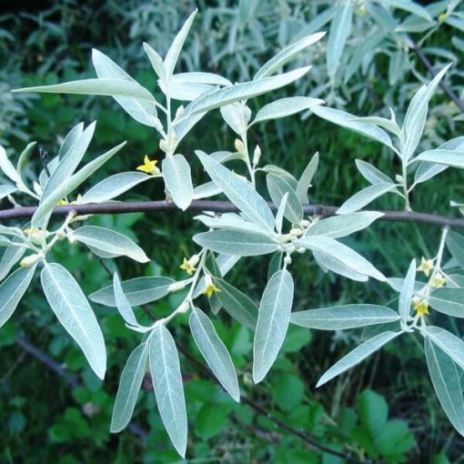 Schmalblättriger Ölweidenstrauch