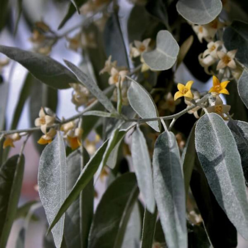 Schmalblättriger Ölweidenstrauch