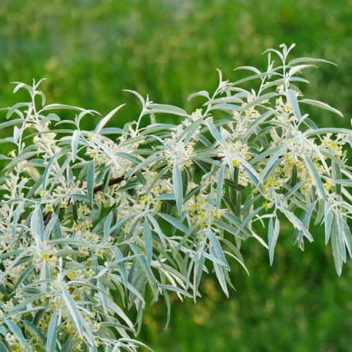 Schmalblättriger Ölweidenstrauch