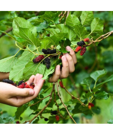 Schwarze Maulbeere P9/C1