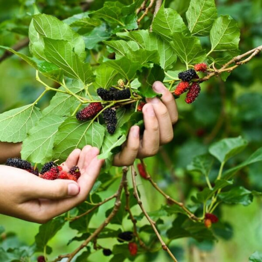 Schwarze Maulbeere P9/C1