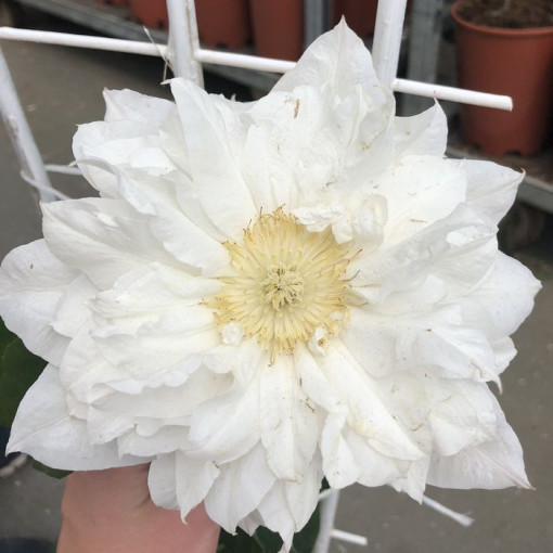 Clematis 'Isago' Beh. 4L