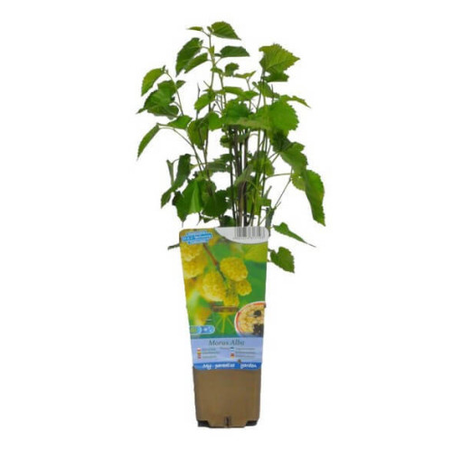 Weiße Maulbeere P9/C1