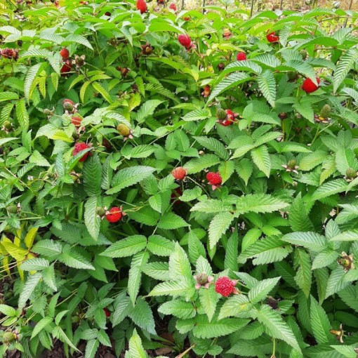 Erdbeer‑Himbeer‑Hybride P9/C1