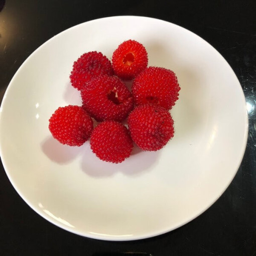 Erdbeer‑Himbeer‑Hybride P9/C1