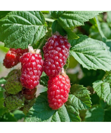 Tayberry 'Medana' P9/C1