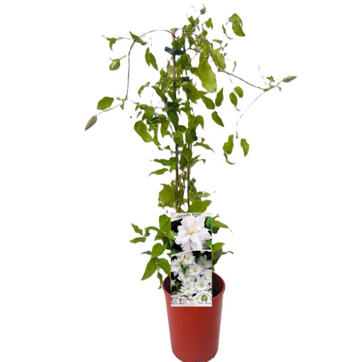 Clematis 'Isago' Beh. 4L