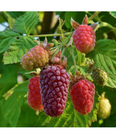 Dornlose Loganbeere ‘Loganberry' P9/C1