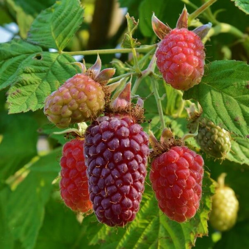 Dornlose Loganbeere ‘Loganberry' P9/C1