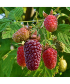 Dornlose Loganbeere ‘Loganberry' P9/C1