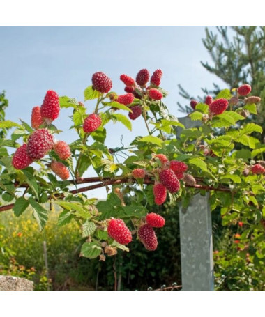 Dornlose Loganbeere ‘Loganberry' P9/C1