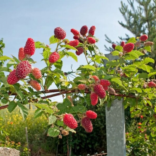 Dornlose Loganbeere ‘Loganberry' P9/C1