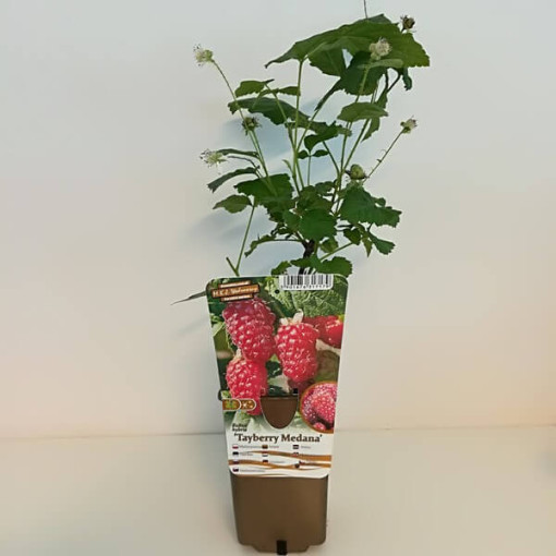 Dornlose Loganbeere ‘Loganberry' P9/C1