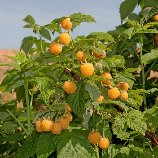 Gelbe Himbeere 'Golden Queen' P9/C1