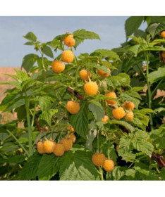 Gelbe Himbeere 'Golden Queen' P9/C1