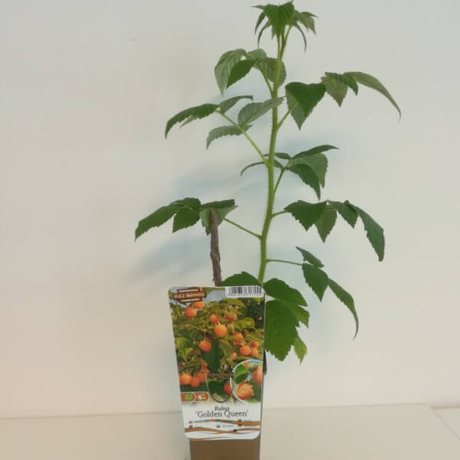 Gelbe Himbeere 'Golden Queen' P9/C1