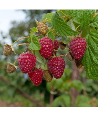 Rote Himbeere 'Zewa' P9/C1