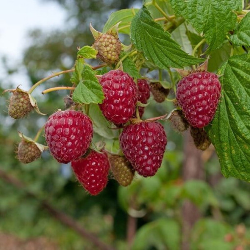 Rote Himbeere 'Zewa' P9/C1