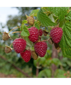 Rote Himbeere 'Zewa' P9/C1