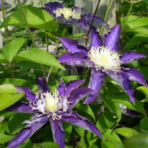 Clematis Hakuookan (großblumig) Beh. 4L